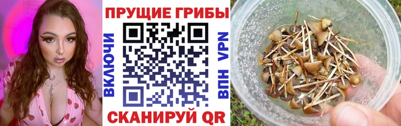 Псилоцибиновые грибы GOLDEN TEACHER  наркотики  Нея 